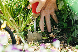 April is National Gardening Month