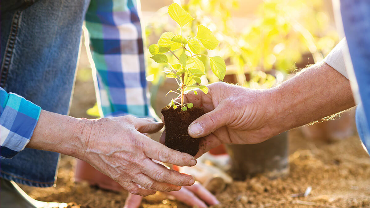 ACT-Gardening