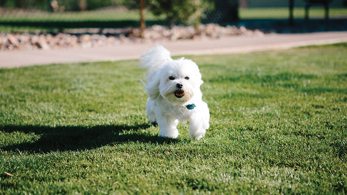 SBR-DogPark3