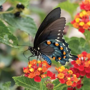 Pipevine Swallowtail at SaddleBrooke Ranch