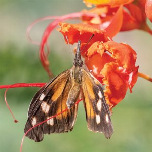 Snout Butterfly at Saddlebrooke Ranch north of Tucson, Arizona 