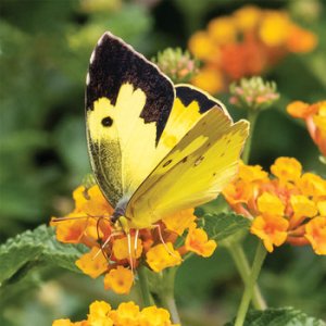 Southern Dogface Butterfly at SaddleBrooke Ranch an active adult community north of Tucson