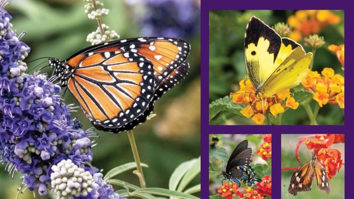 North of Tucson, SaddleBrooke Ranch is home to many beautiful butterflies