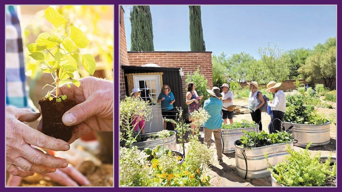 SaddleBrooke Gardening Club