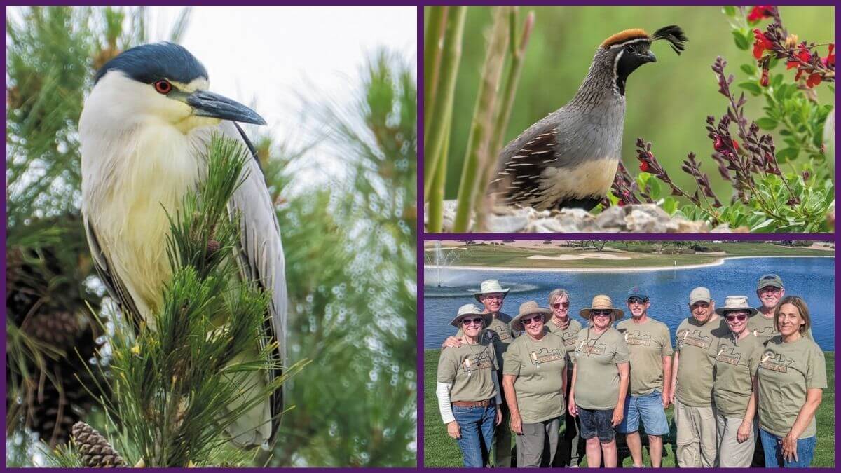 SaddleBrooke Ranch Cuckoos birdathon