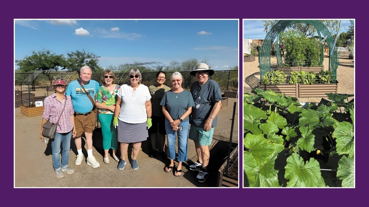 SaddleBrooke Ranch Harvest Garden